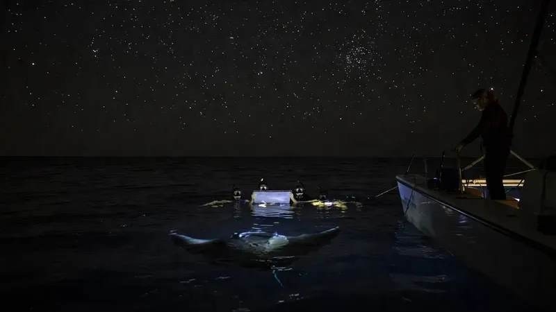 Manta ray gliding through dark night water illuminated by boat lights during a nighttime snorkel tour in Kona Hawaii Big Island