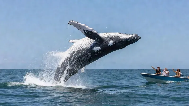 Humpback whale breaching out of the ocean during a whale watching cruise off Kona Hawaii Big Island coast